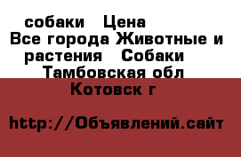 собаки › Цена ­ 2 500 - Все города Животные и растения » Собаки   . Тамбовская обл.,Котовск г.